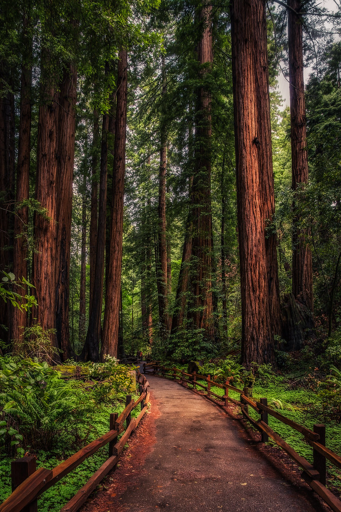 Redwood Path | What makes California so special is the range… | Flickr