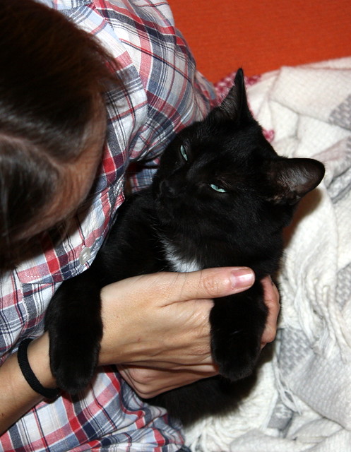 Machín, gatito negro de ojazos verde aguamarina súper dulce y bueno esterilizado, nacido en Mayo´16, en adopción. Valencia. ADOPTADO. 30107351393_214bd326e2_z