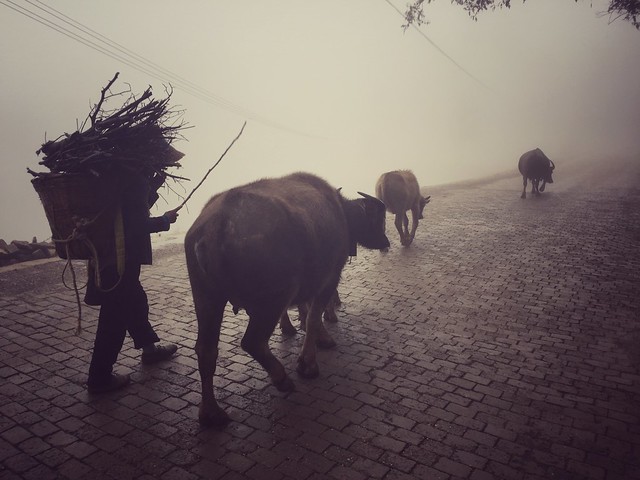 Bueyes entre la niebla (Yuanyang, Yunnan)