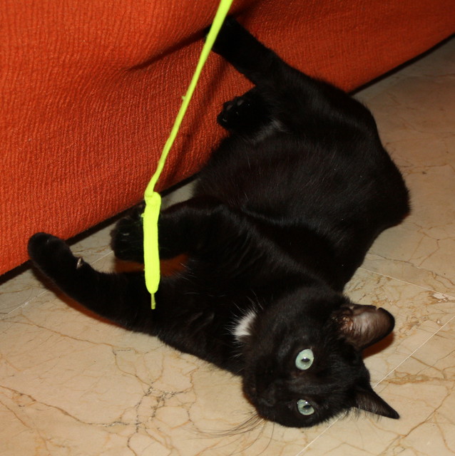 Machín, gatito negro de ojazos verde aguamarina súper dulce y bueno esterilizado, nacido en Mayo´16, en adopción. Valencia. ADOPTADO. 30442332390_b7e91c4906_z