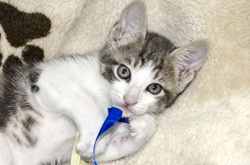 Percy, gatito blanco y gris perla muy juguetón, nacido en Septiembre´16, en adopción. Valencia. ADOPTADO. 30750294885_e31ba016ca