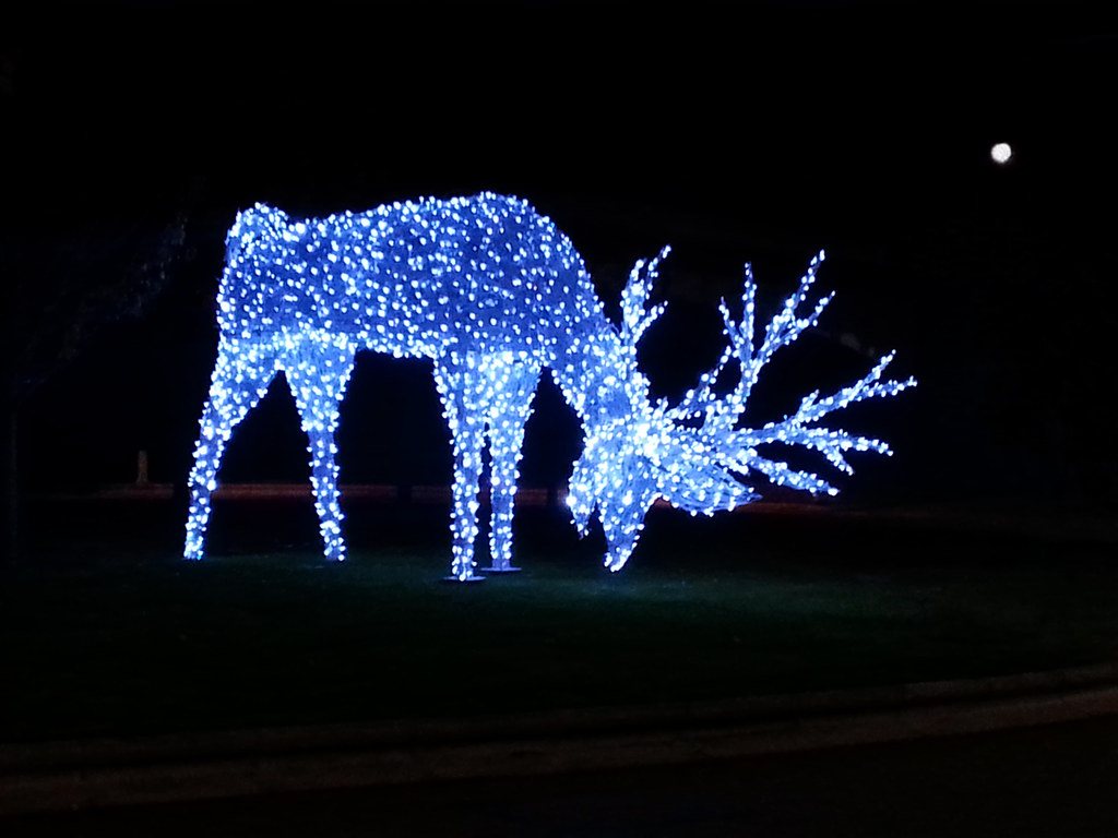 Reindeer Lit Up With Christmas Lights And The Moon Outside Bluewater ...