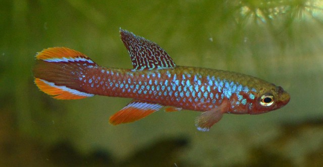 Афиосемион-кокетка (Aphyosemion fulgens), фото фотография аквариумные рыбы