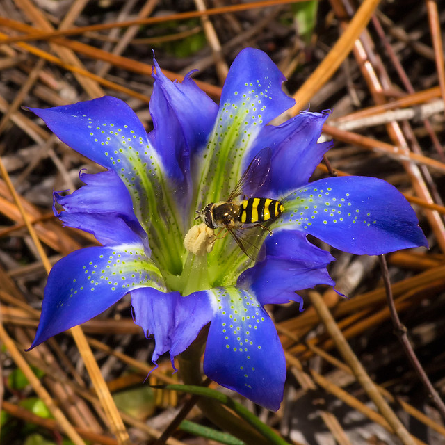 Pine Barren Gentian and Hover Fly