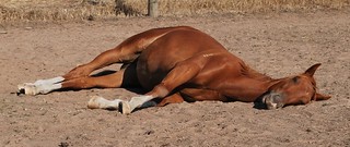 Would you Make use of the Equine Lameness Prevention Organization?