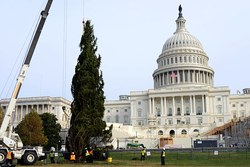 Englemann Spruce hoisted and put into place on the West Lawn of Capitol Hill