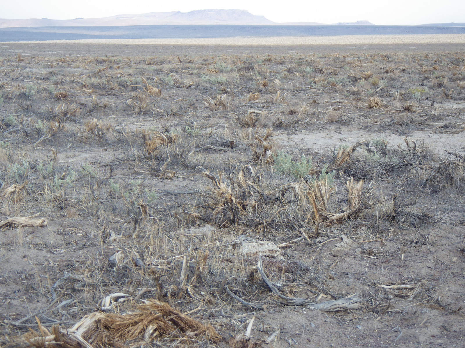 E of Burns Junction: Wyoming big sagebrush steppe (mowed or chained) | by Matt Lavin