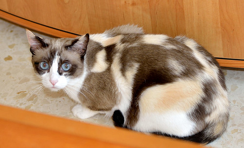 Ummi, gata Siamesa tricolor muy dulce y juguetona tímida nacida en 2013, en adopción. Valencia. ADOPTADA. 29947284876_bbb8216905