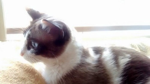 Ummi, gata Siamesa tricolor muy dulce y juguetona tímida nacida en 2013, en adopción. Valencia. ADOPTADA. 29867503642_f728d950a5