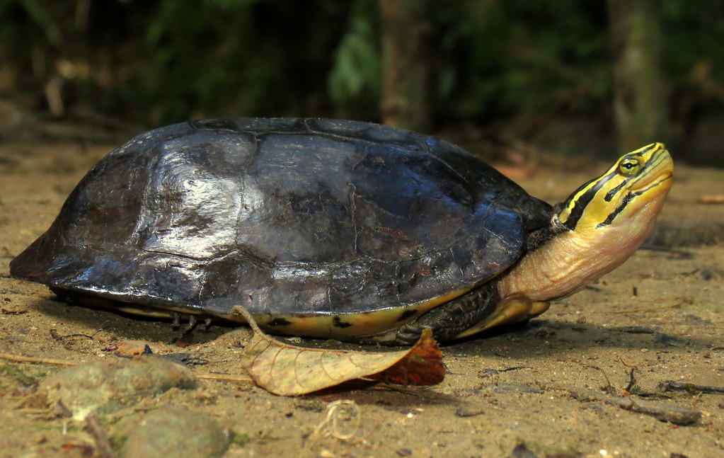 Amboina box turtle (Cuora amboinensis) | Photo: Katrin Lowe | Kat Lowe ...