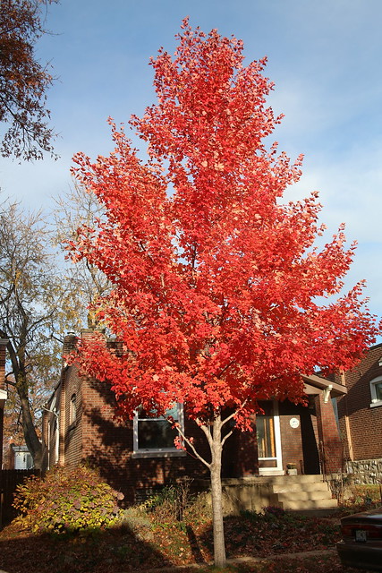 Neighbor's fall color