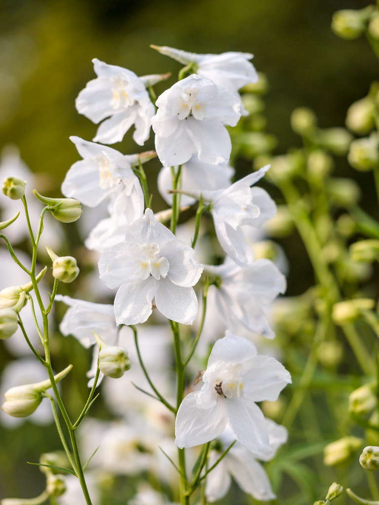Tall white flowers 