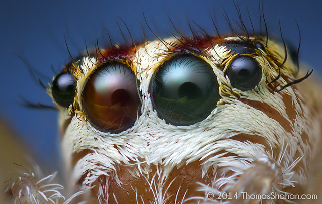 Anterior Eyes of a Female Phanias sp. Jumping Spider - Oregon