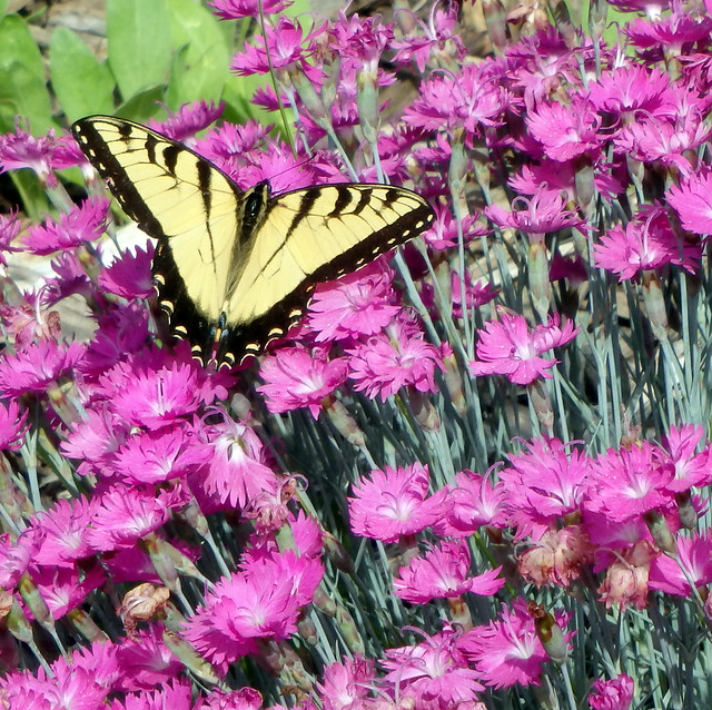 Eastern tiger swallowtail on dianthus