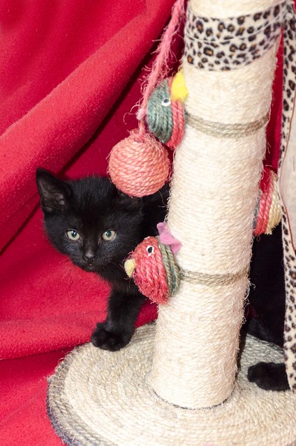 Negret, gatito negro azabache megaguapo nacido en Octubre´16 en adopción. Valencia. ADOPTADO. 31255566751_da02733139_z