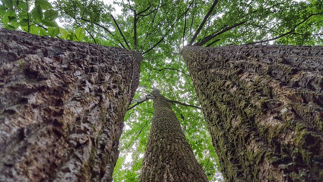 Trees that feel as if they reach the sky at Caledon State Park, Virginia