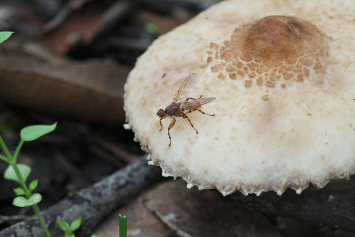 Parasol Mushroom with Fungus fly