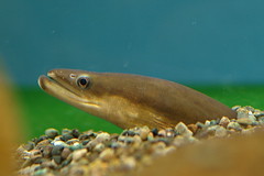 日本鰻。圖片來源：Wikipedia.jpg