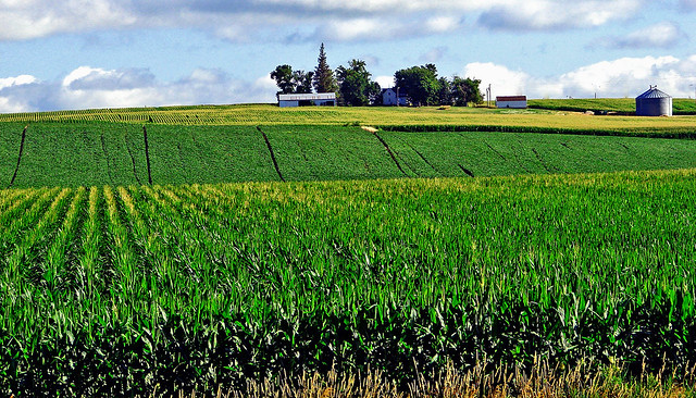 Corn Fields, Iowa Farm 7-13