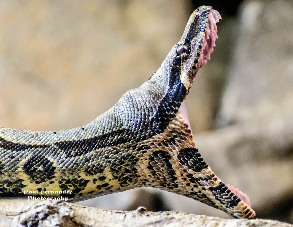 Anaconda Mouth 84