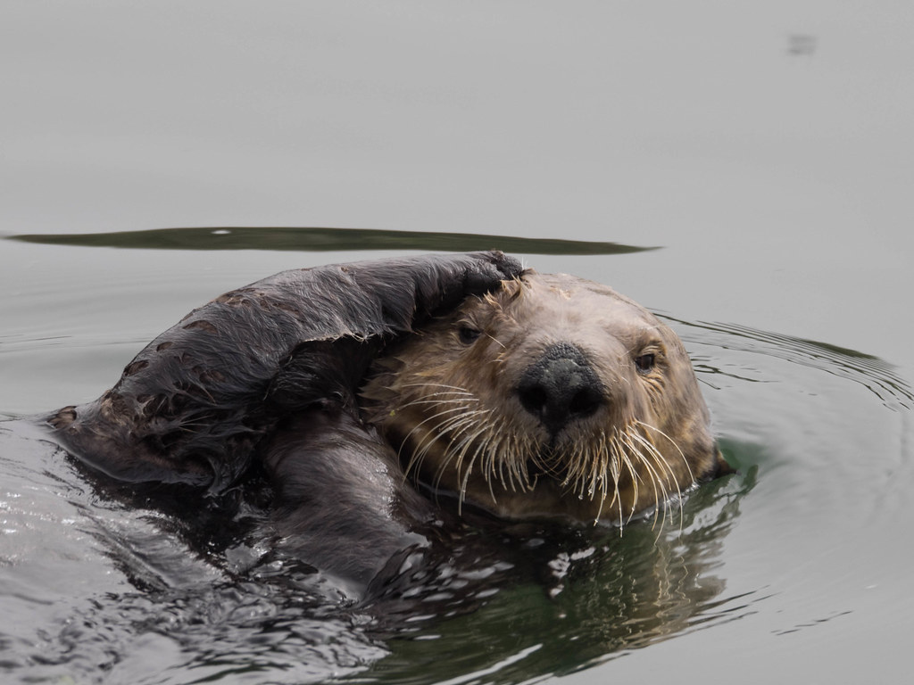 Otter | The Elkhorn Slough Safari takes you out on the water… | Flickr
