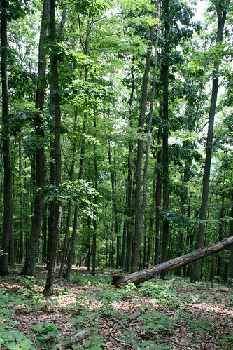 An Appalachian forest