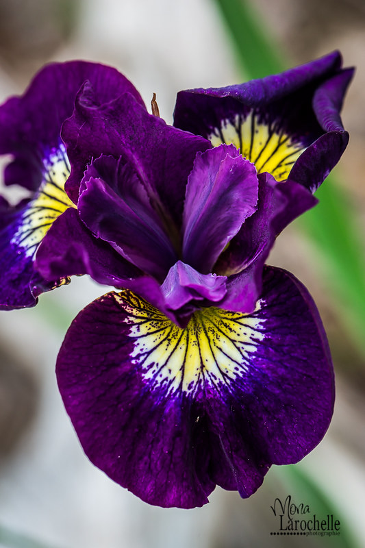 Iris sibirica Sultan Ruby 18846076735_3246a021e5_c