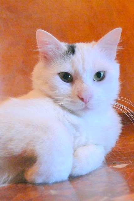 Kino, gato Cruce Van Turco pelo semilargo mimosón esterilizado, nacido en Abril´15, en adopción. Valencia. ADOPTADO. 29995487804_4a15e919c7_z