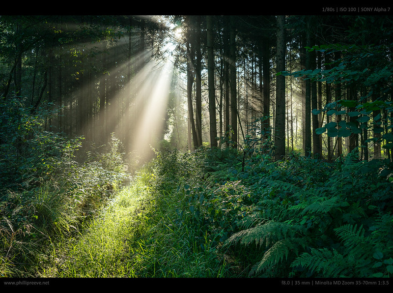 magical forest