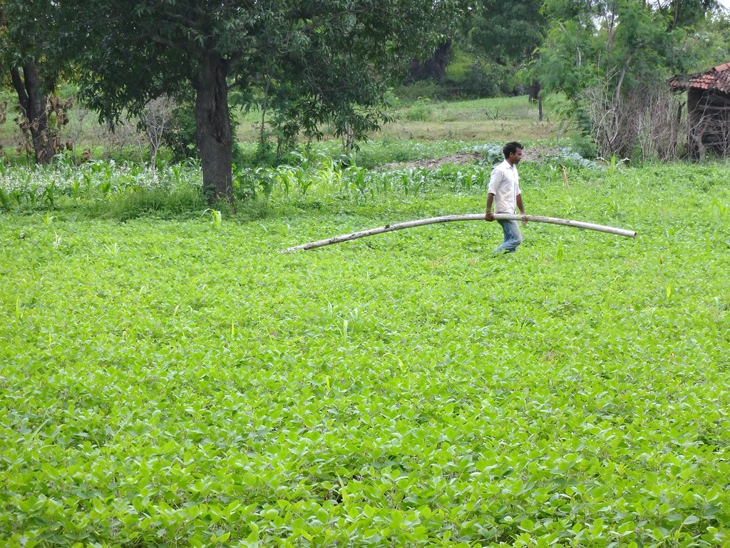 Madhya Pradesh is known for its soy cultivation.