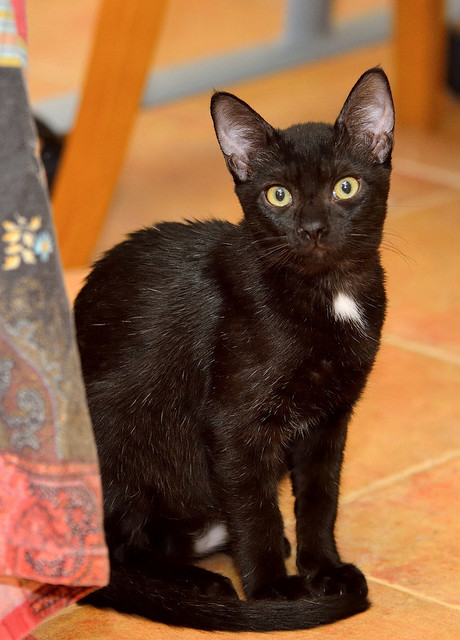 Marley, gatito negro súper sociable y juguetón, nacido en Junio´16, en adopción. Valencia. ADOPTADO. 30170023835_755bb7dc9f_z
