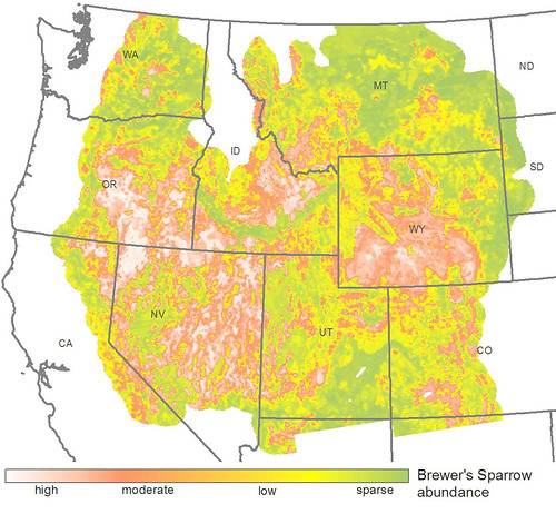 New maps reveal the patterns of abundance of sagebrush songbirds, based on Breeding Bird Survey count data combined with sagebrush cover, landform, and climate variables. Shown here is the range-wide relative abundance of Brewer’s sparrow. Map courtesy Patrick Donnelly, IWJV.