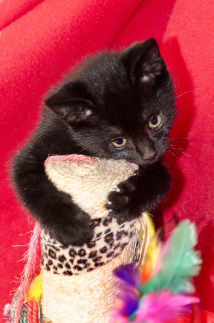 Negret, gatito negro azabache megaguapo nacido en Octubre´16 en adopción. Valencia. ADOPTADO. 31226413902_1860393b91_z