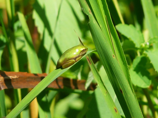 A Green Tree frog at Mason Neck State Park in Virginia. Look for these little guys on the reeds & plants in the marsh
