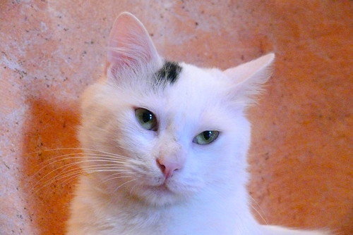 Kino, gato Cruce Van Turco pelo semilargo mimosón esterilizado, nacido en Abril´15, en adopción. Valencia. ADOPTADO. 29995485004_83be3404cb