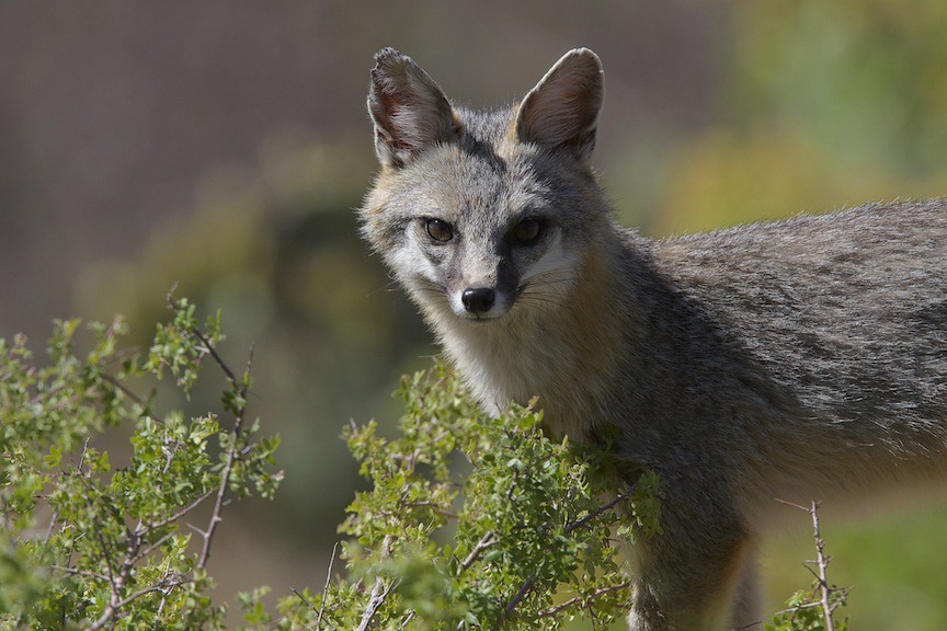 Gray Fox (Urocyon cinereoargenteus) | by Gregory "Slobirdr" Smith