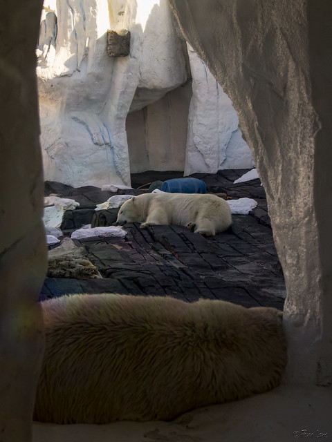 Sea World polar bear