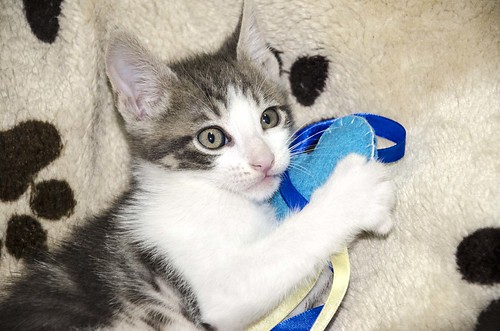 Percy, gatito blanco y gris perla muy juguetón, nacido en Septiembre´16, en adopción. Valencia. ADOPTADO. 30713576856_b37e108373