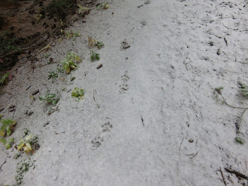 Cougar or bobcat prints on the Black Crater Trail