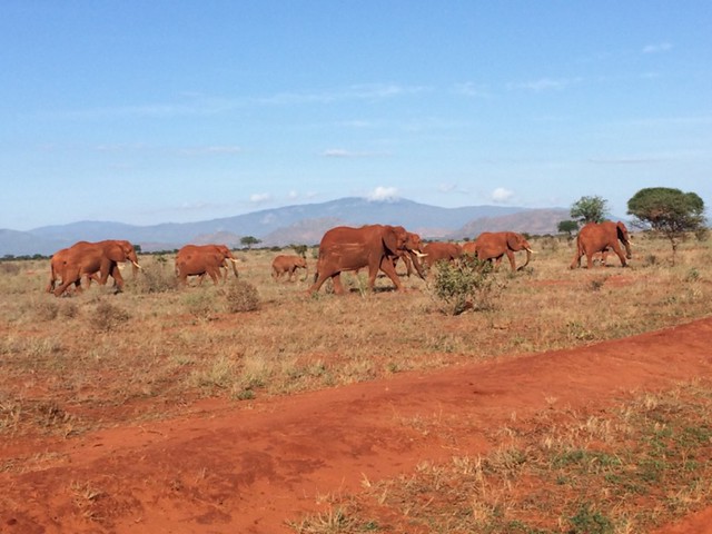 Elephants at Tsavo