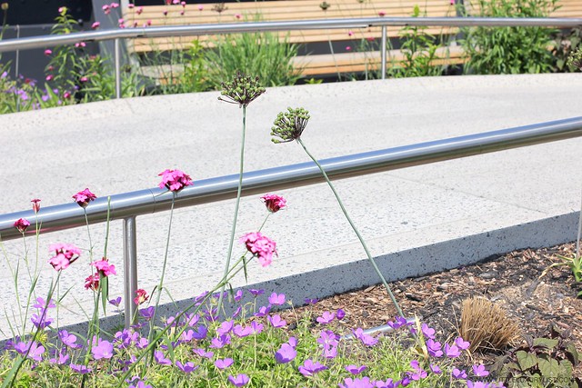 High Line wildflowers NYC by little luxury list