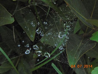 Drops On Spider Web