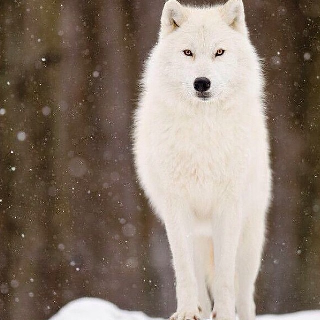 Arctic Wolf ️ ️ #cute | piopol1 | Flickr
