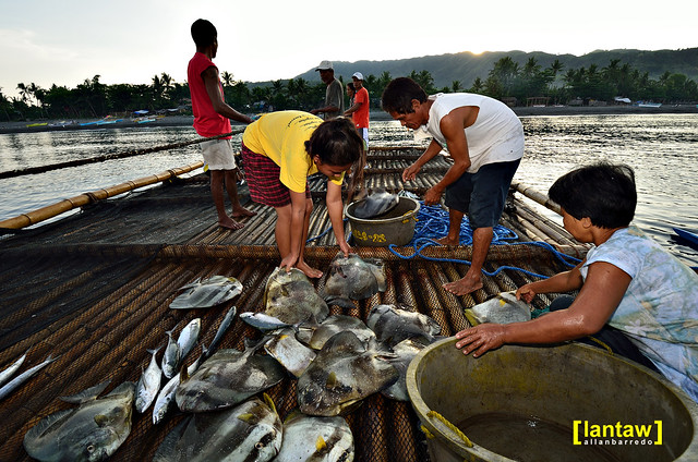 Sorting the catch