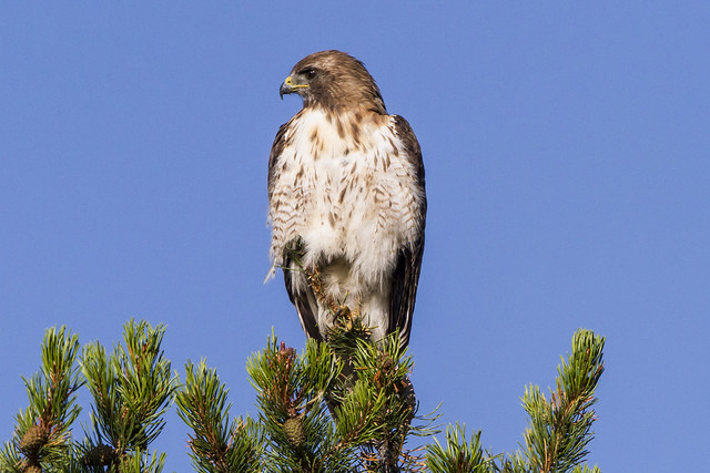 Red-tailed Hawk - 1030