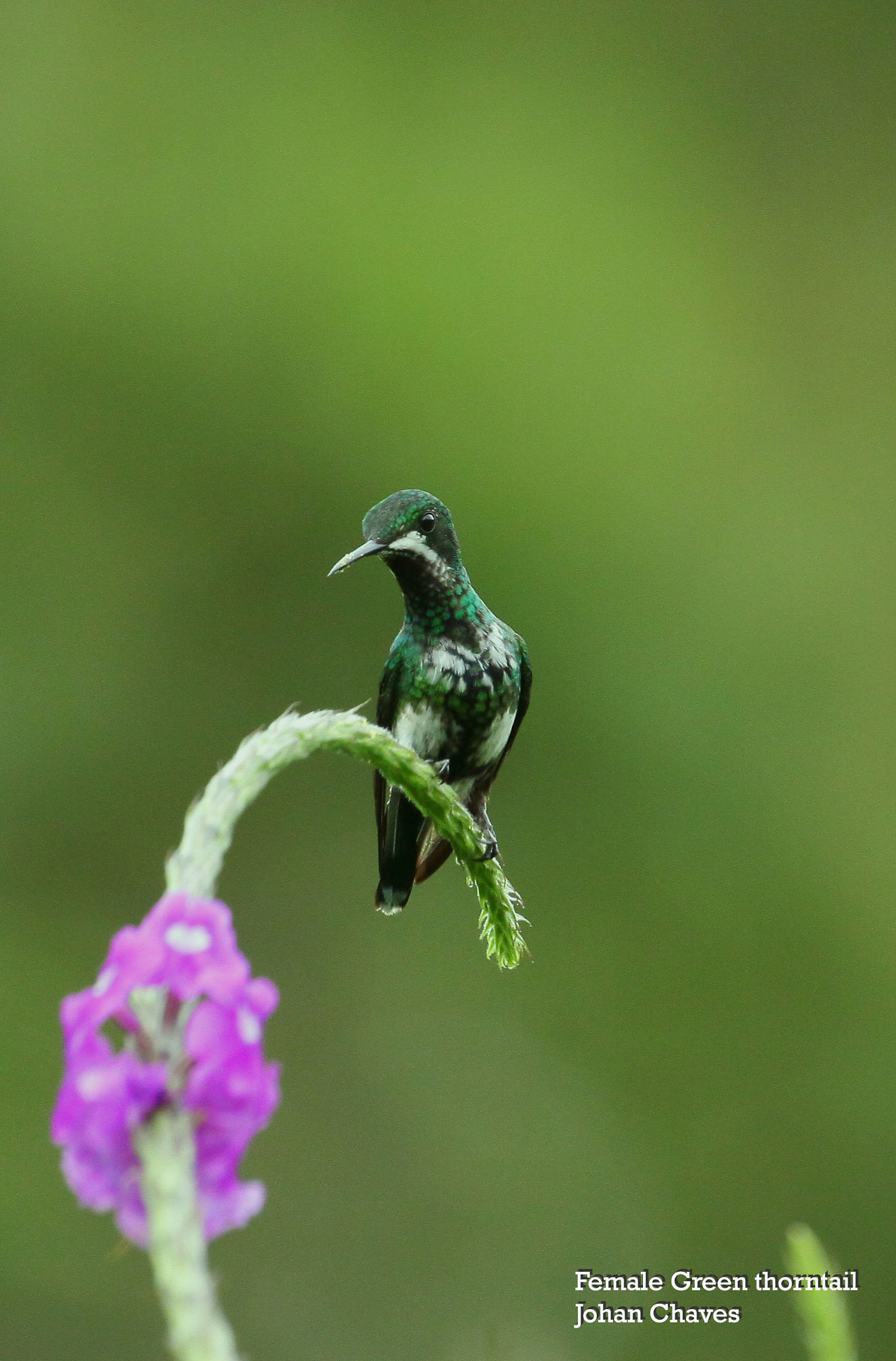 Female green thorntail