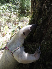 More tree sniffing
