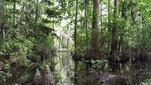 Bald Cypress Swamp at First Landing State Park is a cool oasis on a hot summer day in Virginia
