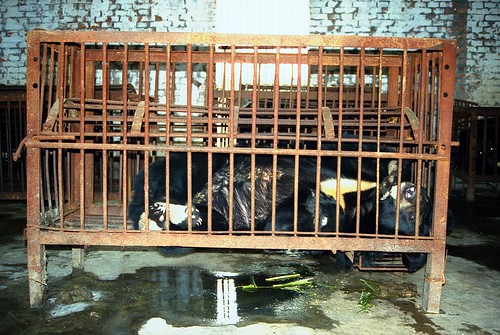 Jasper caged on a farm prior to his rescue by Animals Asia in 2000