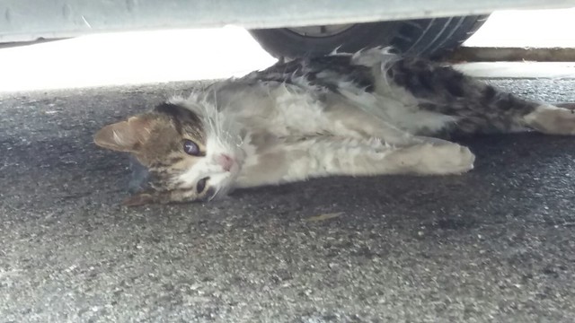 Uno de los gatos encontrados, que estaba debajo de un coche aparcado en la zona. 